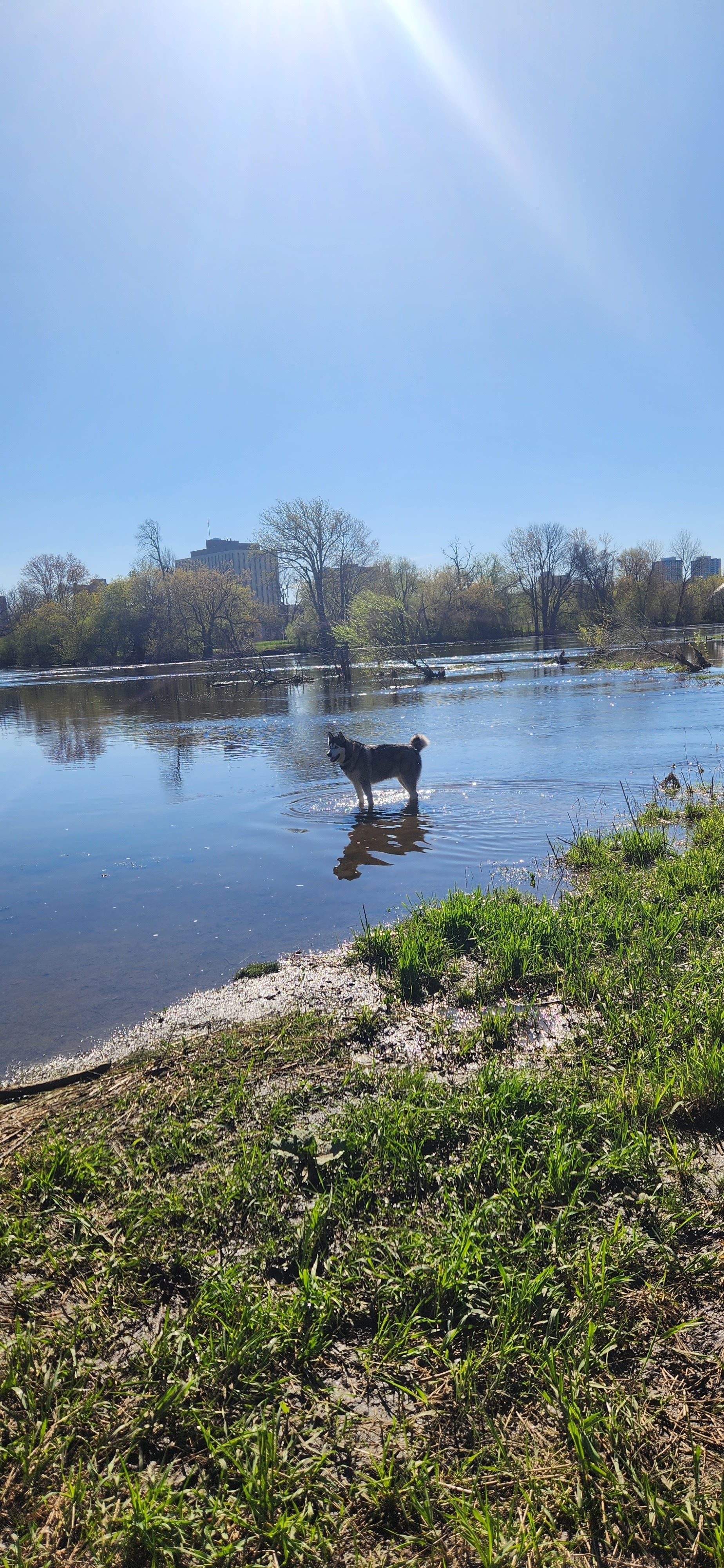 Duko wading in the river on a sunny day