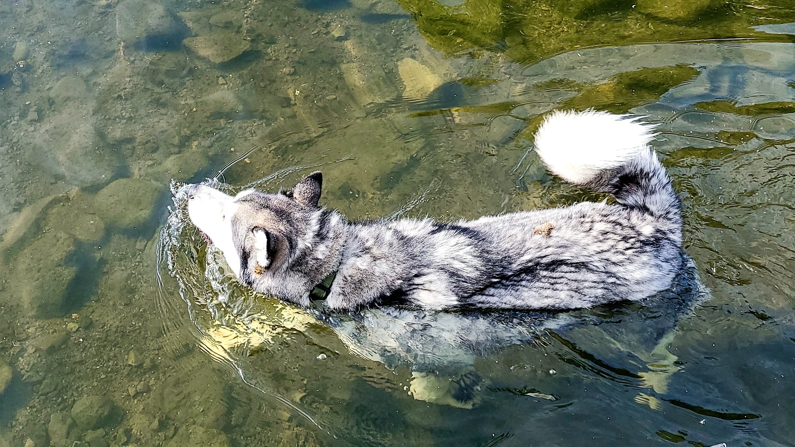 Duko swimming in the water