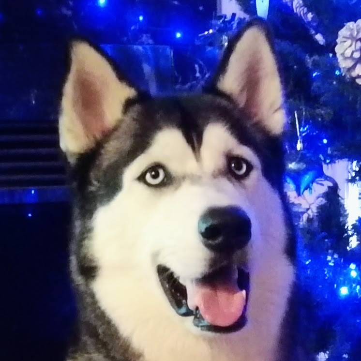 Duko in front of holiday lights